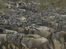 Western_Corridor_(Kirawira)2003-055